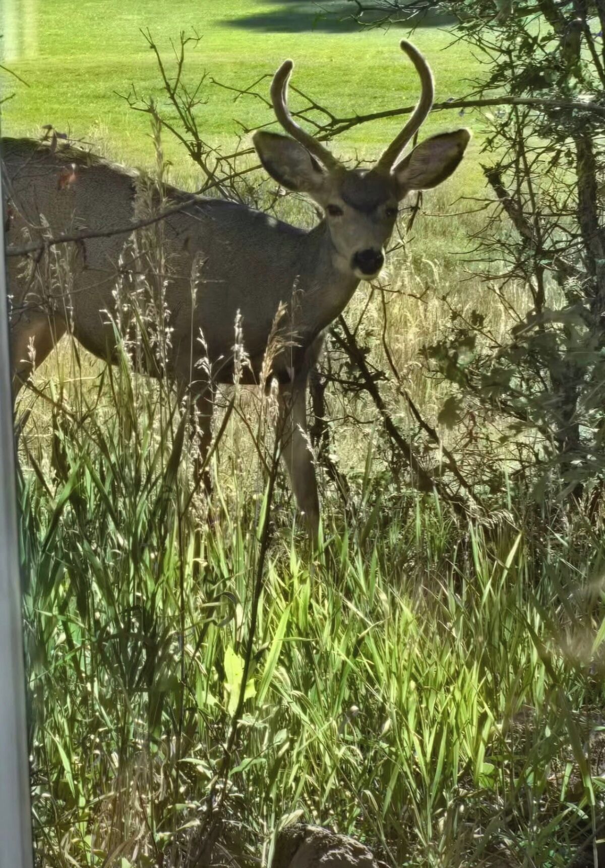 Un cerf se tient dans un champ herbeux, avec des arbres en arrière-plan.