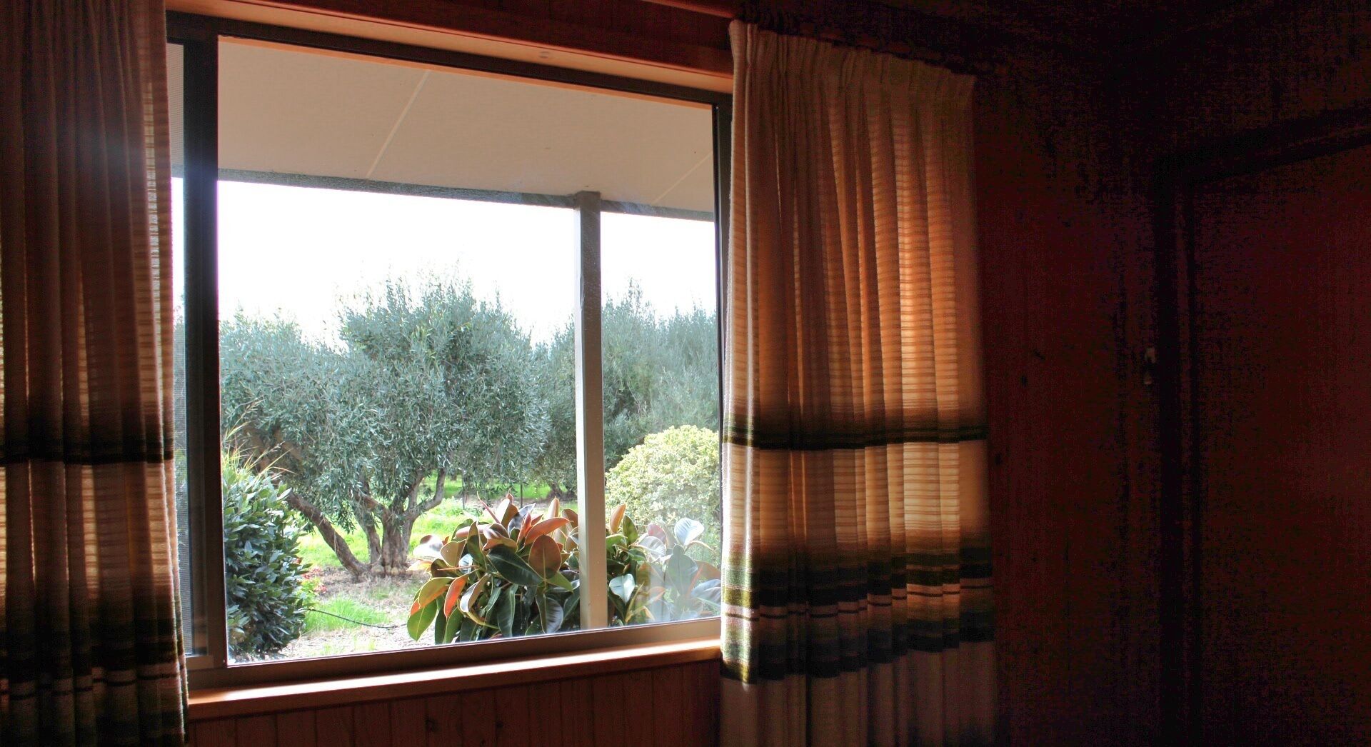 A window with curtains, a view of an olive tree and garden.