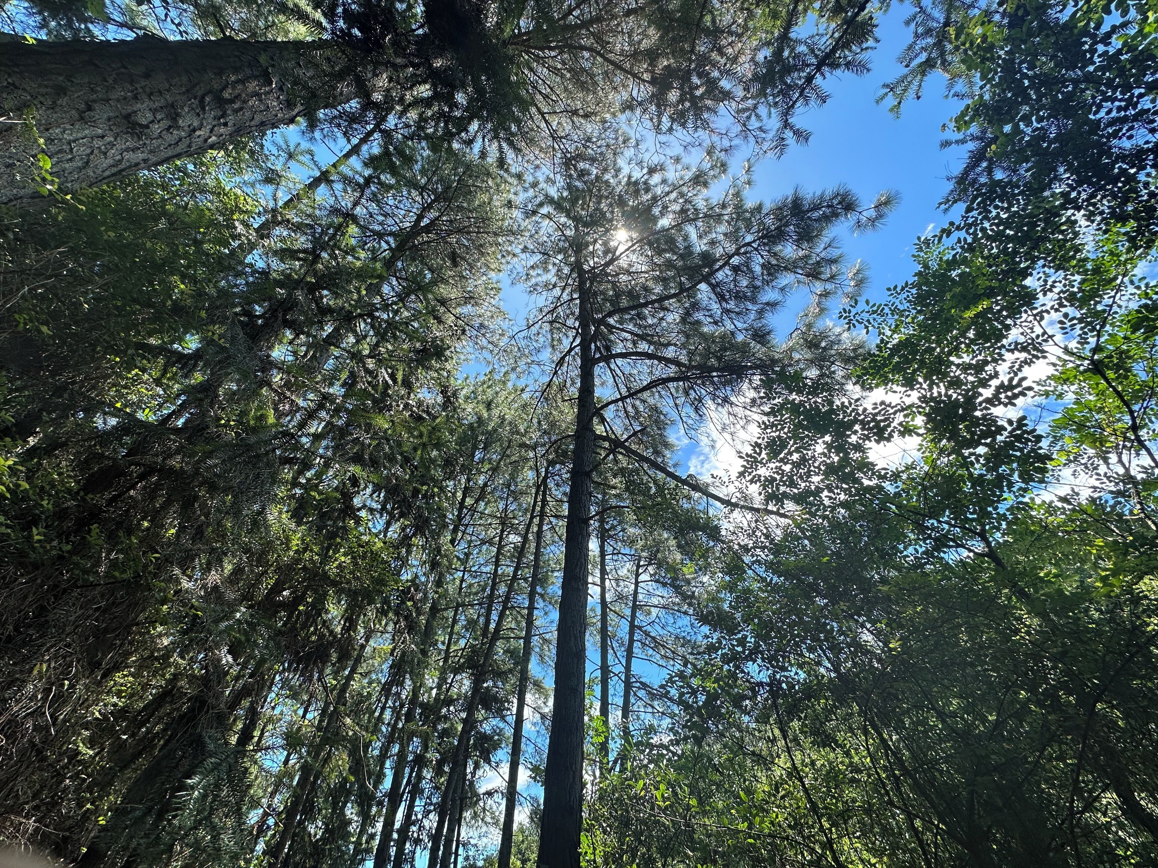 Un bosque denso con árboles altos y un cielo azul despejado.