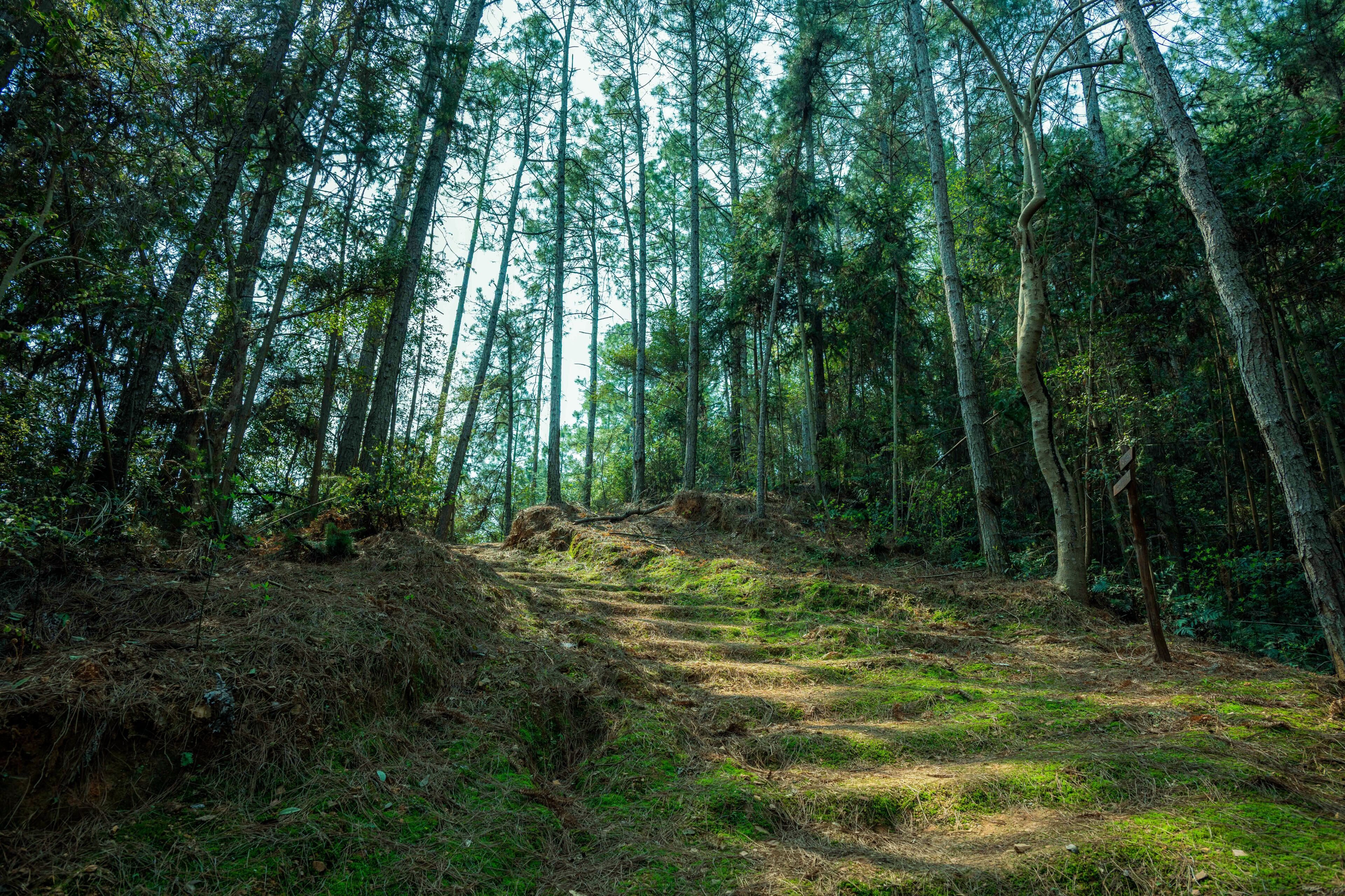 A forested area with a dirt path leading through tall trees.