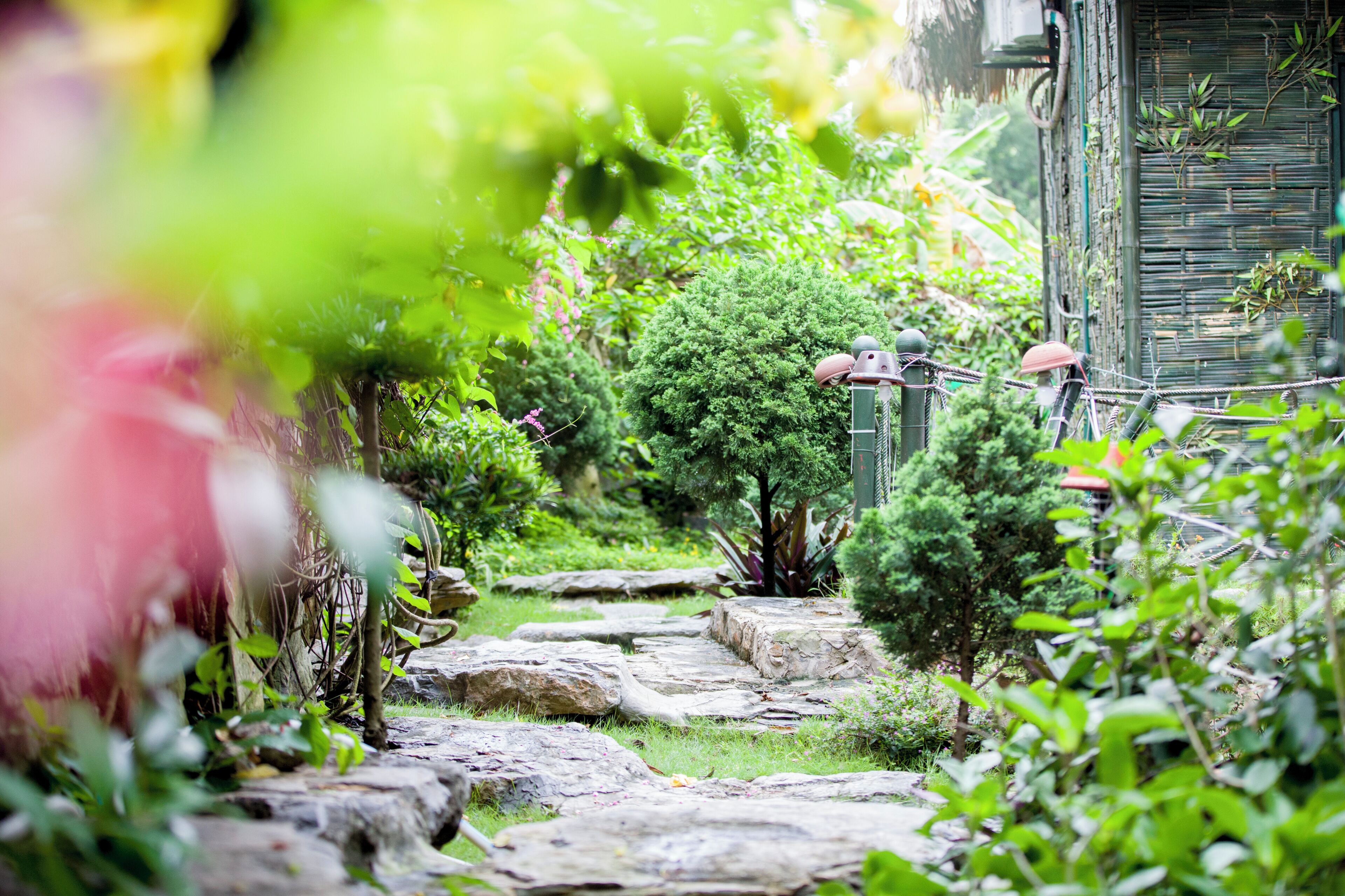 Un chemin de pierres serpente à travers un jardin luxuriant, où l’on trouve une variété de plantes et un petit arbre.