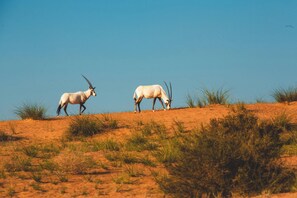 Safari