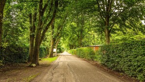 Ein ländlicher Weg, gesäumt von dichten Bäumen und einer Hecke.