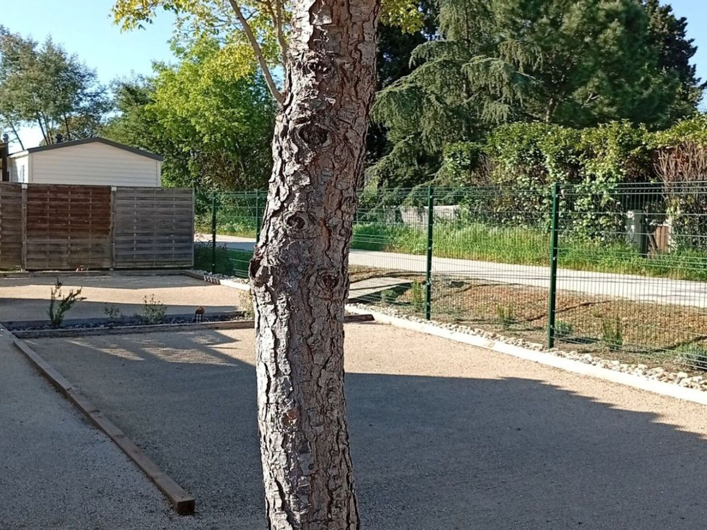 A tree in the foreground with a fence and a building in the background.