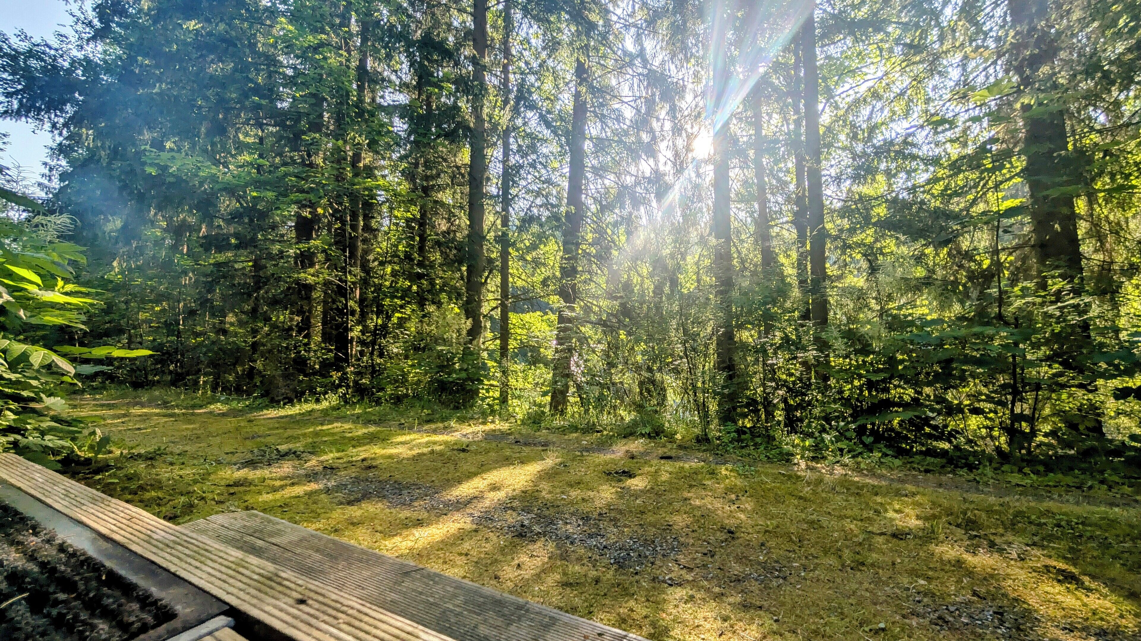 A forested area with a wooden deck and a clear path.