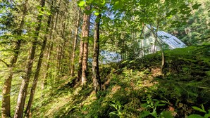A forested area with a house partially obscured by trees.