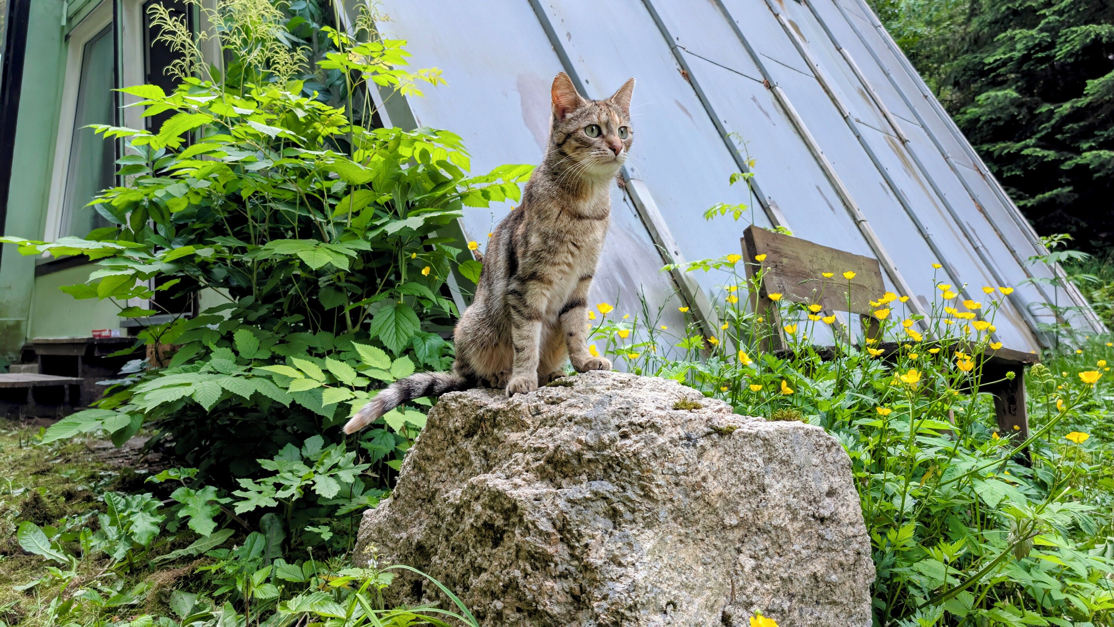 A cat sitting on a rock in a garden with green foliage and a building in the background.