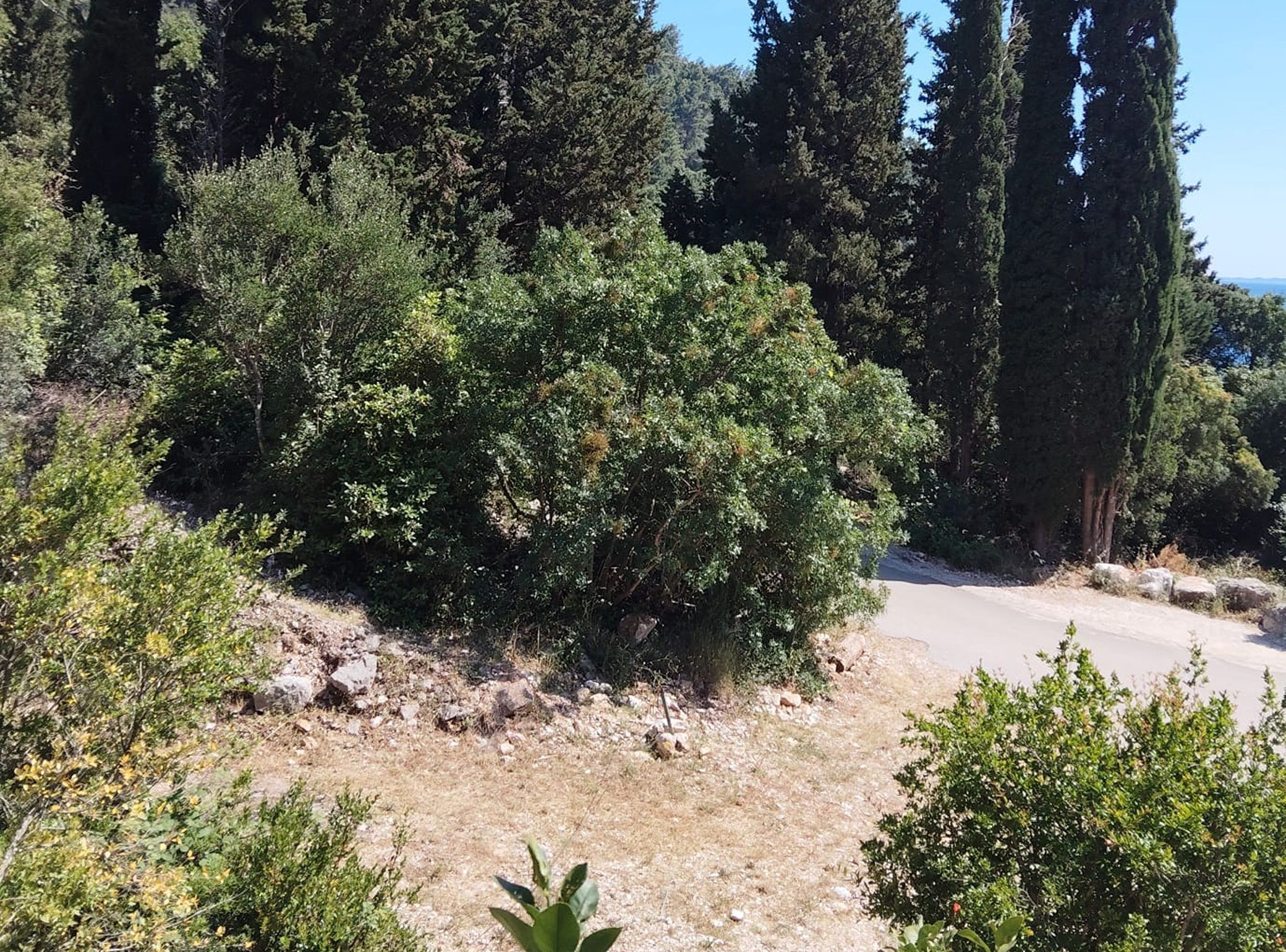 A natural landscape with dense greenery and a dirt path.
