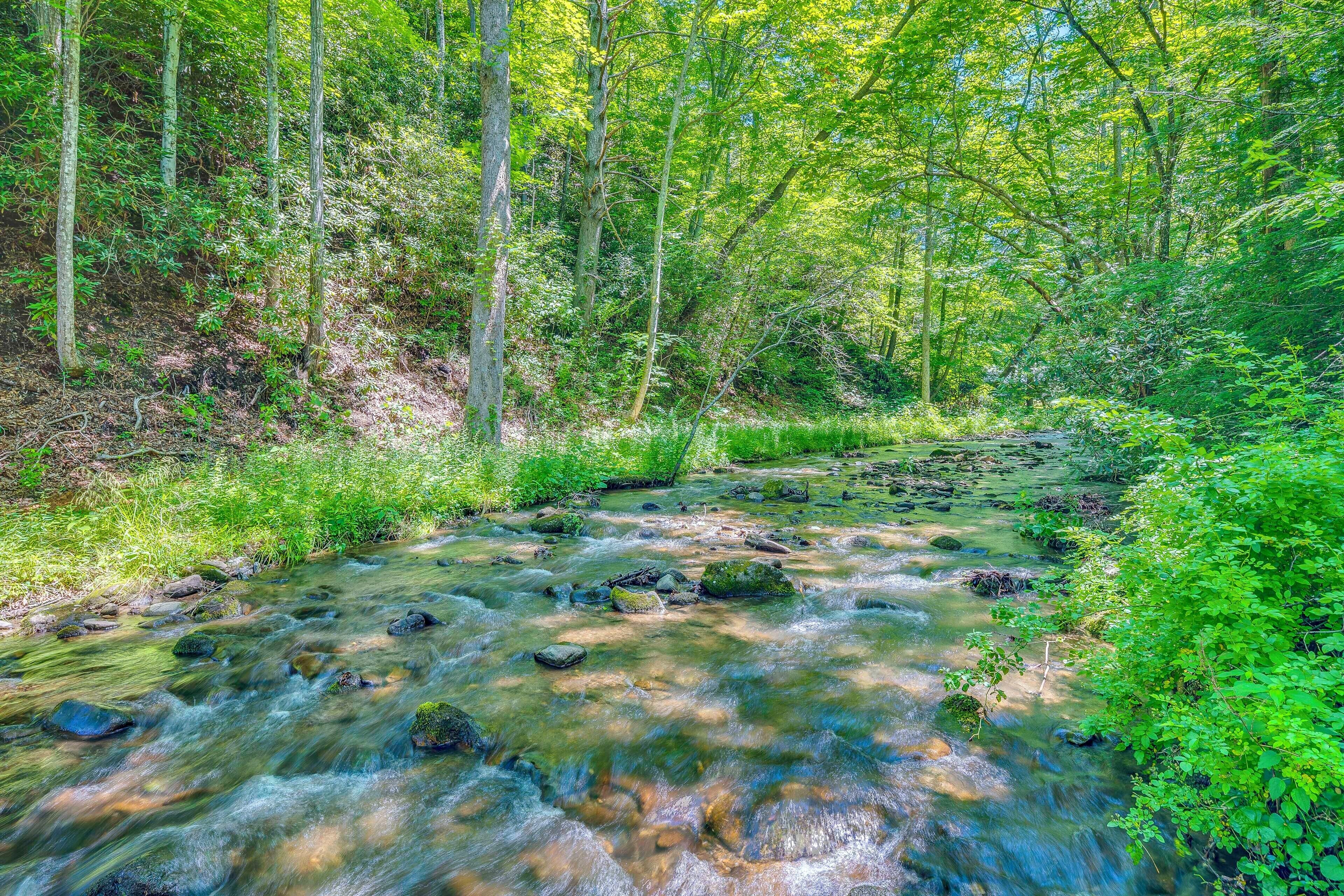 A forest stream with rocks, trees, and greenery.