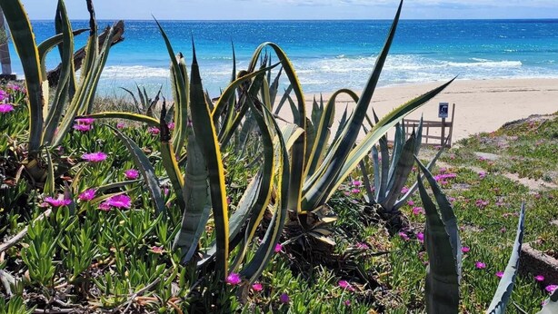En strand med aloe planter og blomster, en handicapvenlig sti og udsigt til havet.