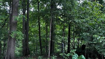 A wooden deck in a forested area with a potted plant and a small pile of stones.