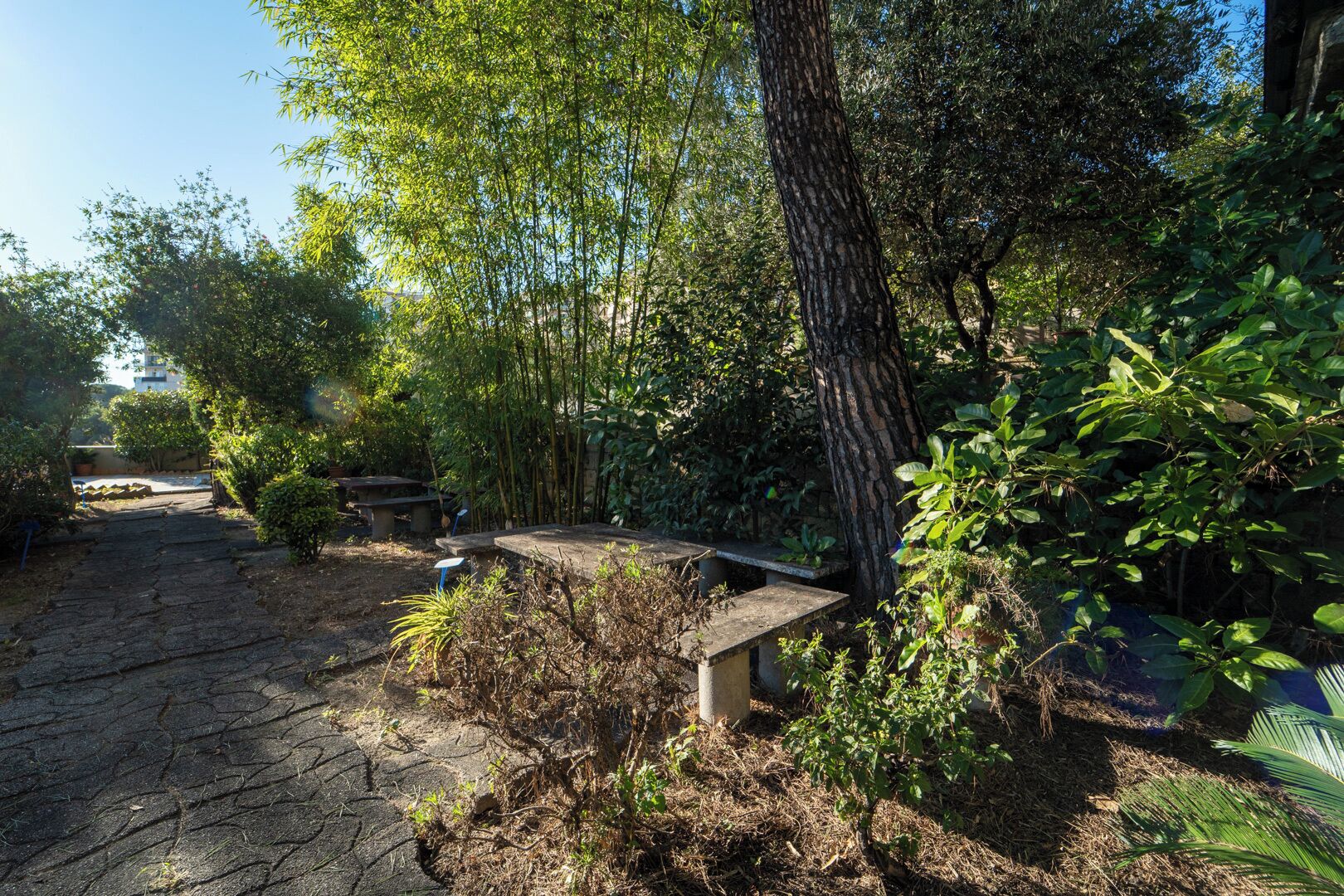 A garden with a paved path, a stone bench, and various trees and shrubs.