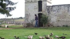 A stone building with a person standing at the entrance, surrounded by ducks and chickens in a grassy area.