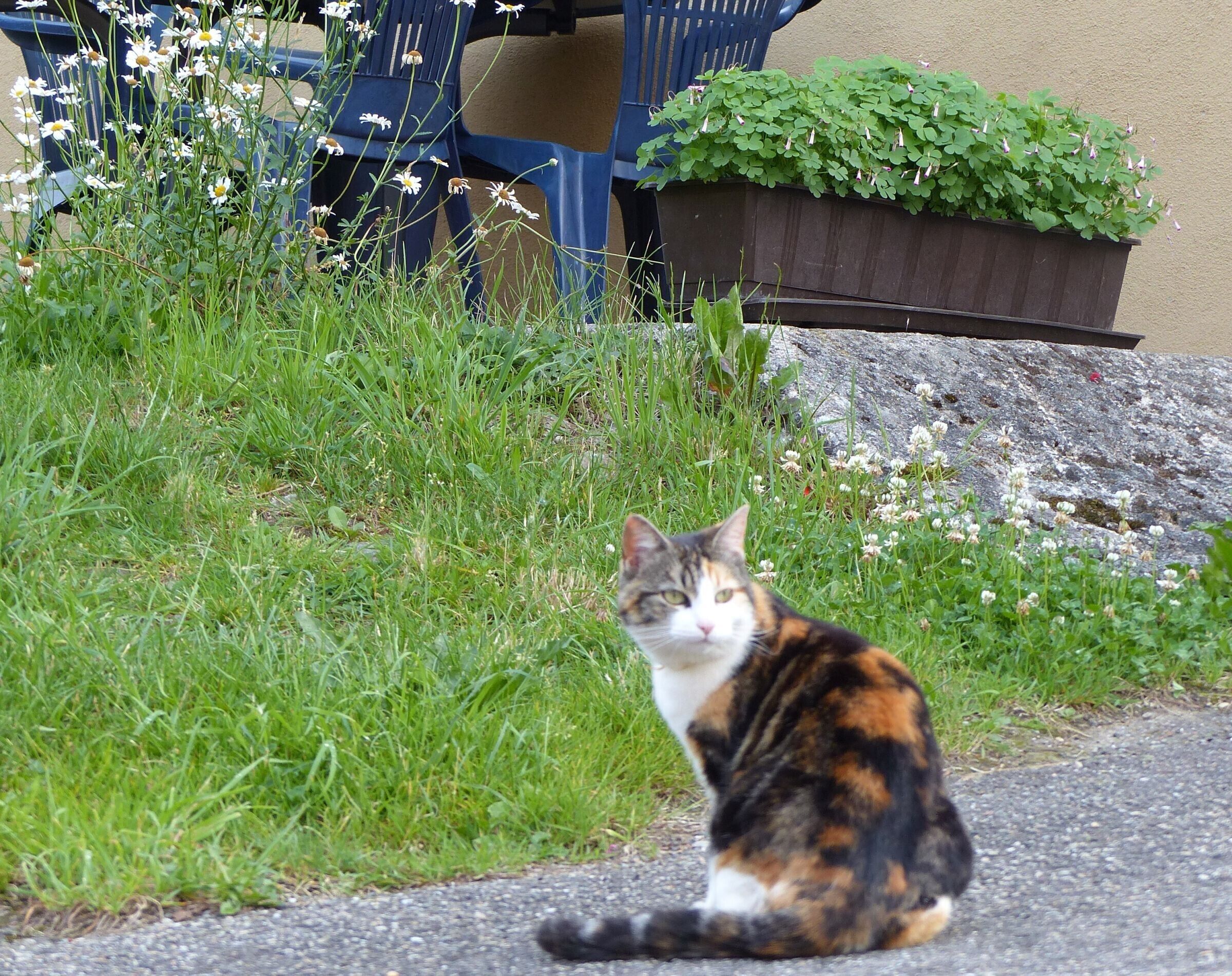 Een kat zittend op een verhard oppervlak, met gras en planten op de achtergrond.