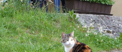 Een kat zittend op een verhard oppervlak, met gras en planten op de achtergrond.