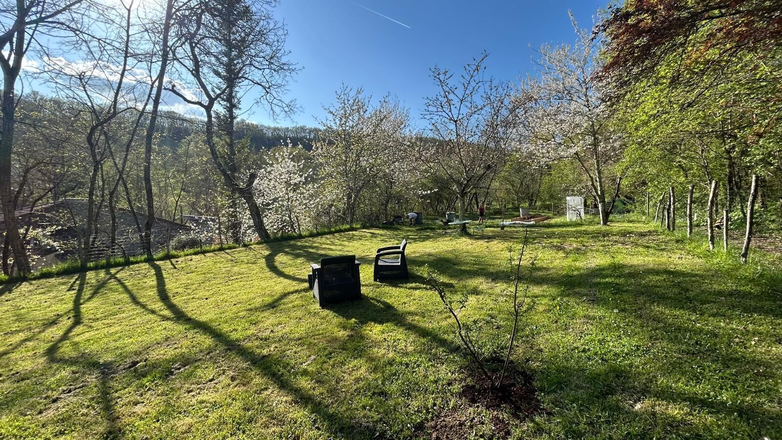 A grassy outdoor area with two black chairs and a small tree.