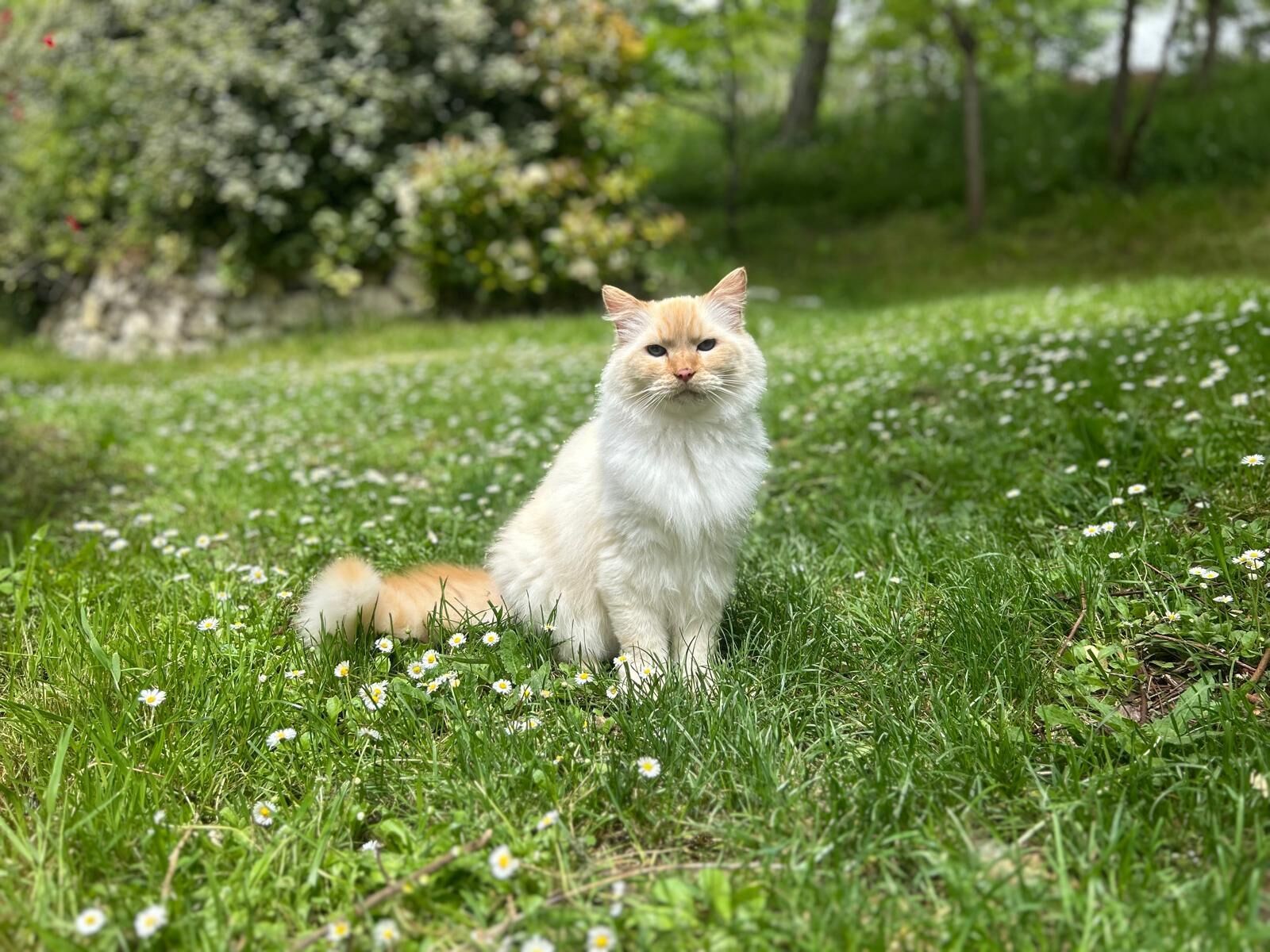 A fluffy white cat sitting on a grassy field with small white flowers.