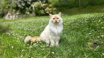 A fluffy white cat sitting on a grassy field with small white flowers.