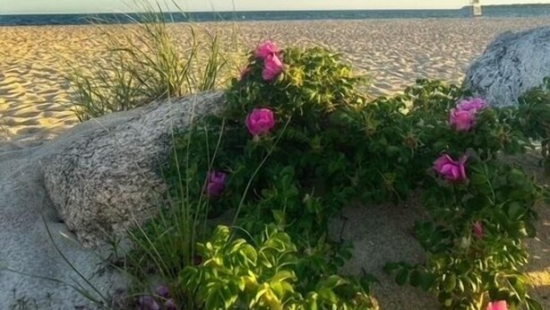 Una spiaggia con sabbia, fiori e cielo sereno.