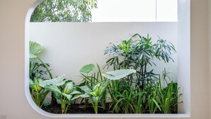 Une fenêtre donnant sur un jardin où l’on peut admirer différentes plantes et un mur blanc.