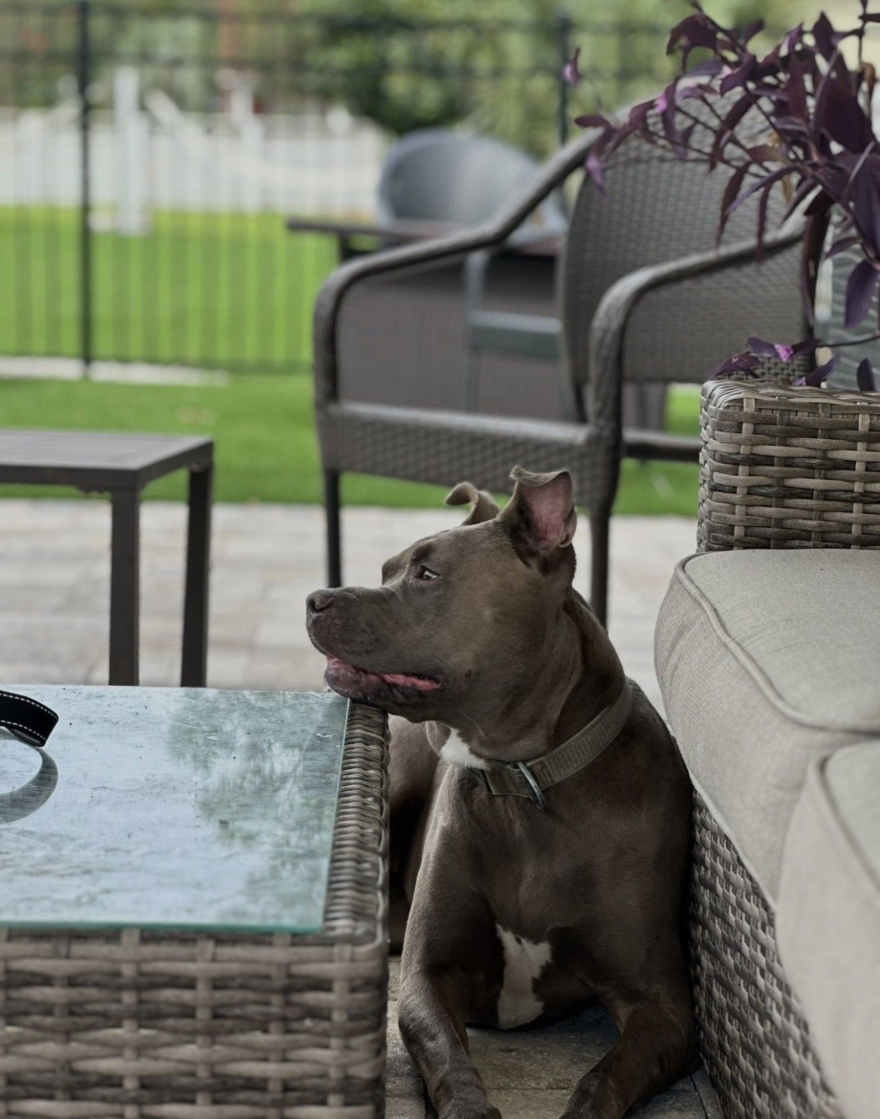 Un perro sentado en una silla de mimbre al aire libre, con una mesa frente a él.