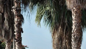 Banyera de fusta amb vista al mar, envoltada de palmeres i vegetació.