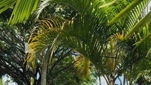 A lush garden with palm trees and a grassy area. - Spacious 4-Bedroom House with AC, Double Parking & Coffee Region Charm (Pereira)