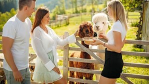Um grupo de pessoas alimentando alpacas em uma fazenda, com cerca de madeira e paisagem ao fundo.