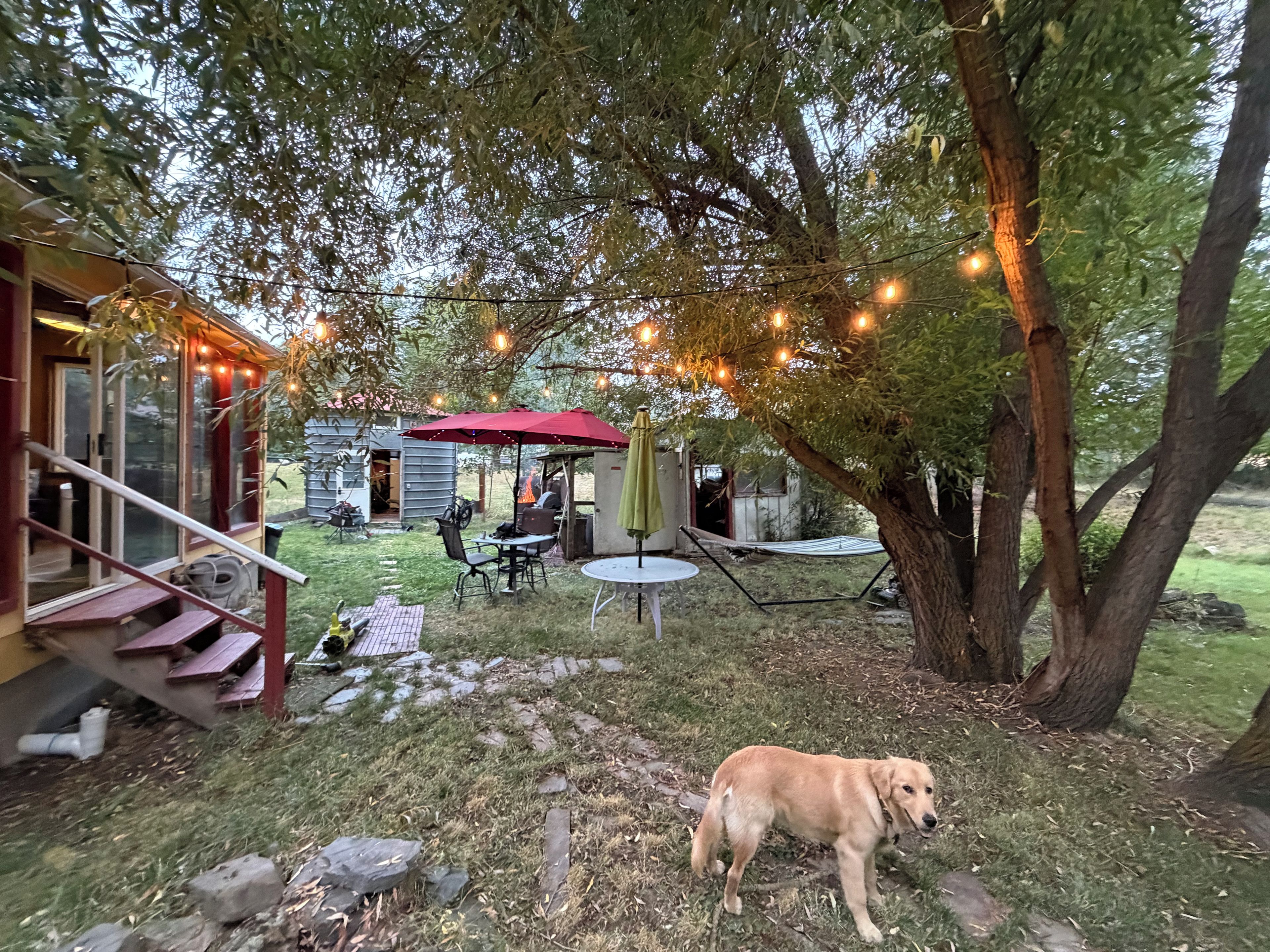 A backyard with a barbecue area, a hammock, and a dog.