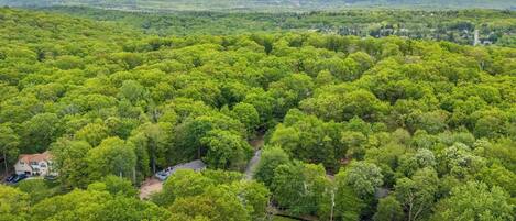 Un bosque extenso y tupido con algunas casas dispersas.