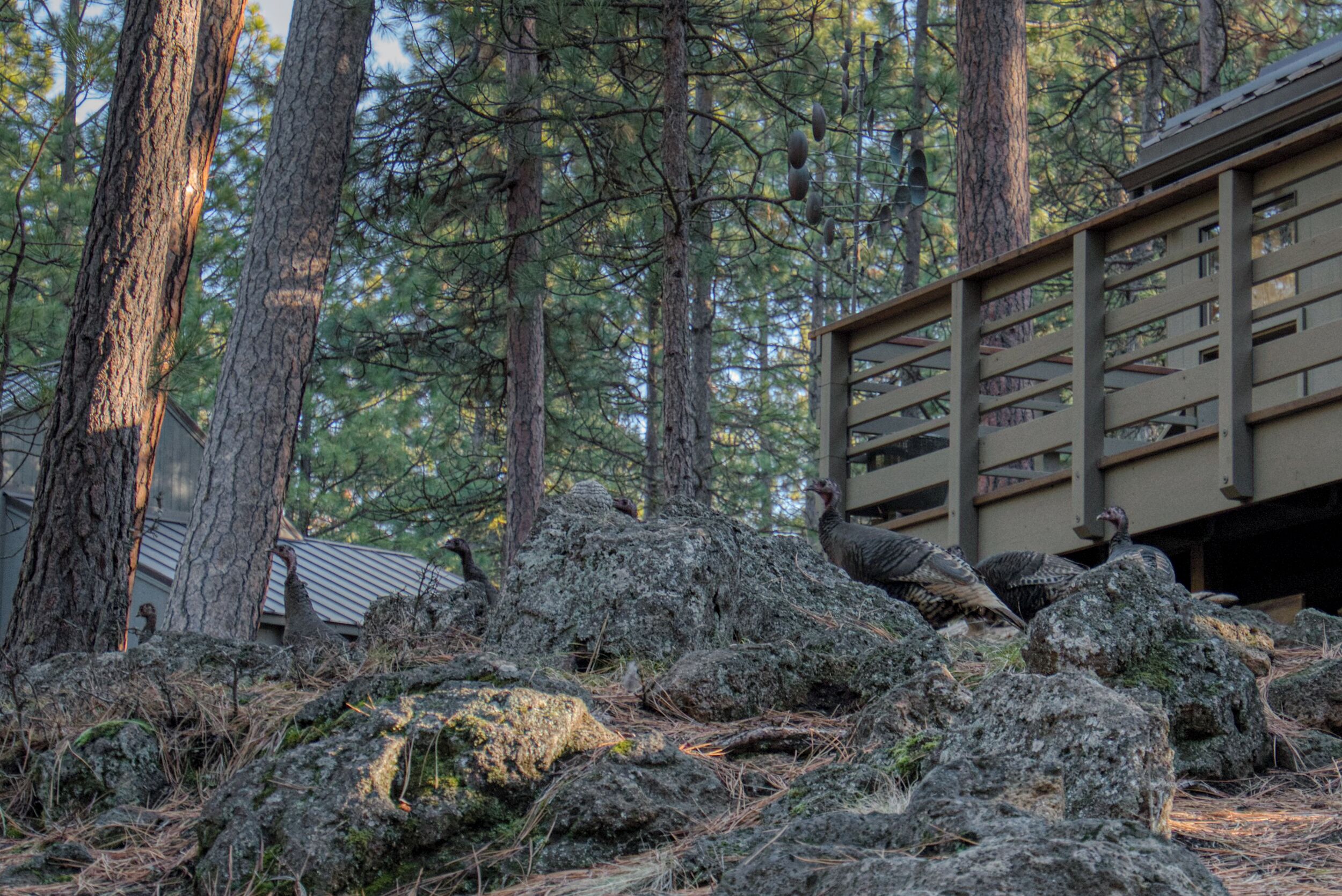 A forested area with rocky terrain and a building with a sloped roof.