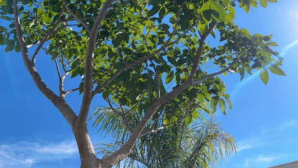 A modern house with a large tree in the front yard. - Pet-friendly country house We accept pets of all sizes 🐾🐾 (Paranapanema)
