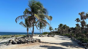 A beach path lined with palm trees and a clear view of the ocean.