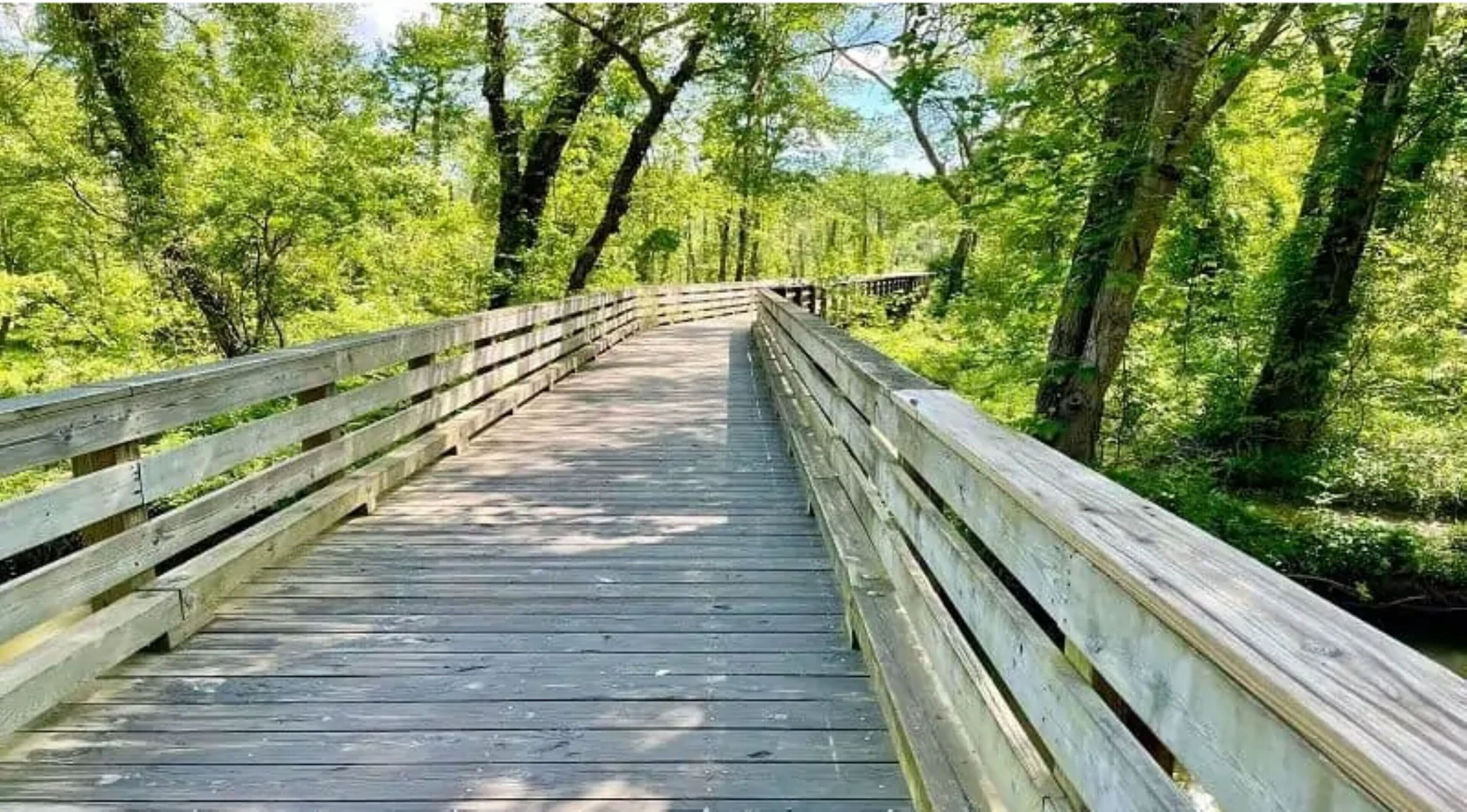 A wooden boardwalk through a forest.
