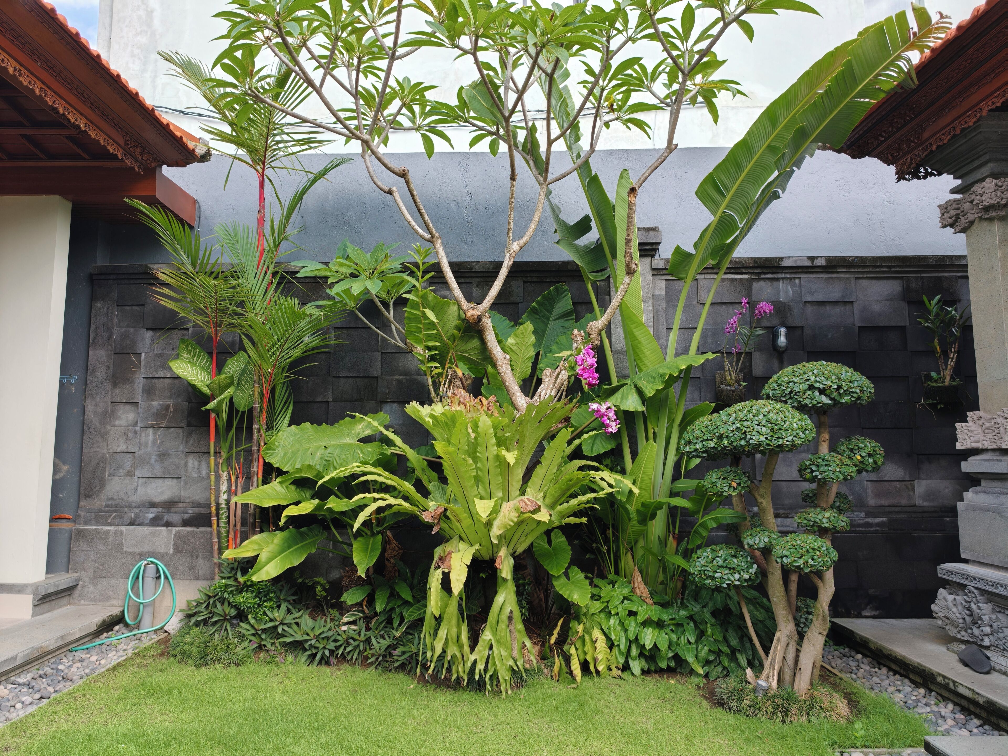 Un jardin bien entretenu, avec différentes espèces de plantes et une haie soigneusement taillée.