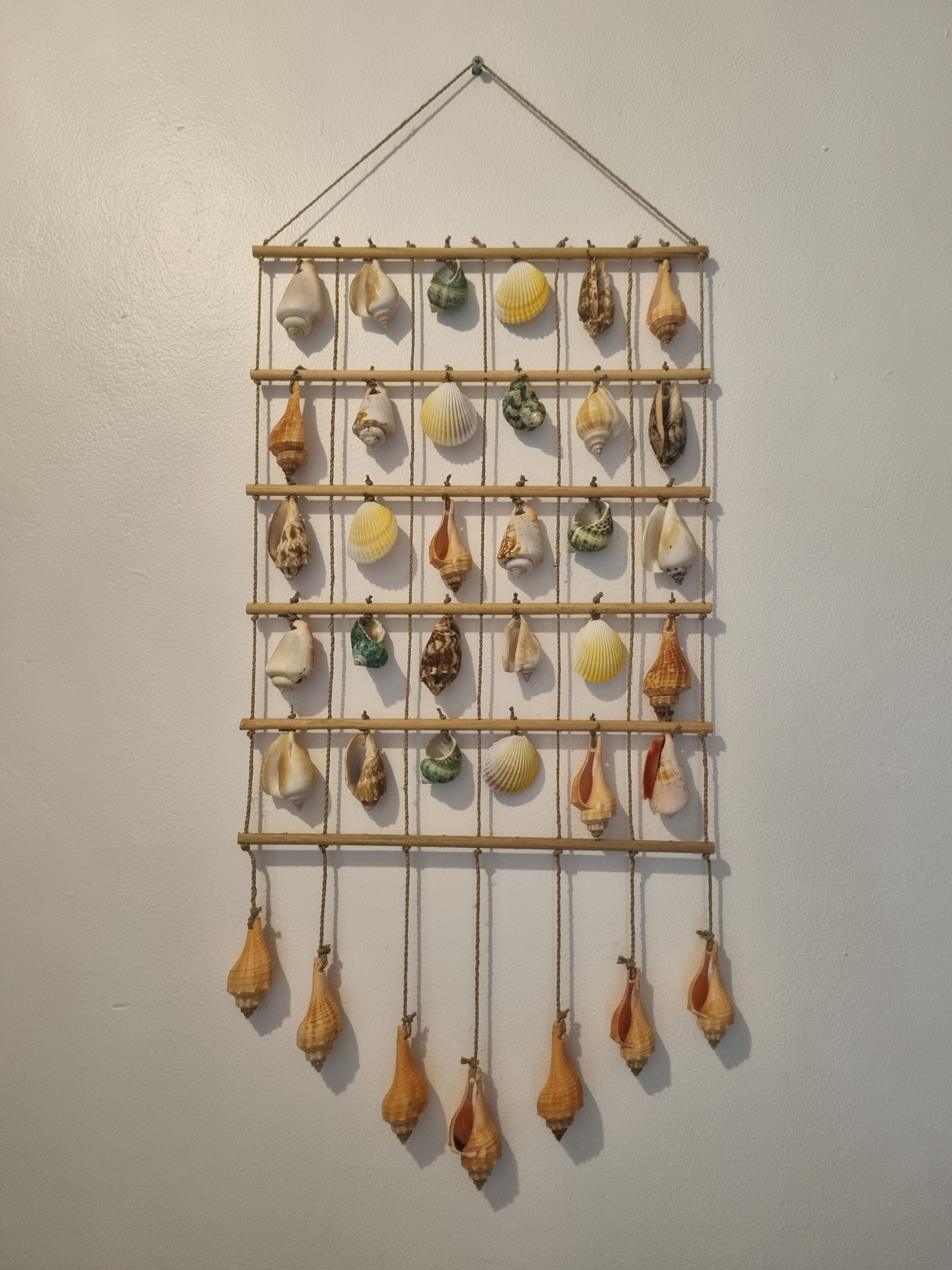 Una pantalla montada en la pared exhibe diversas conchas marinas dispuestas en un patrón de cuadrícula.