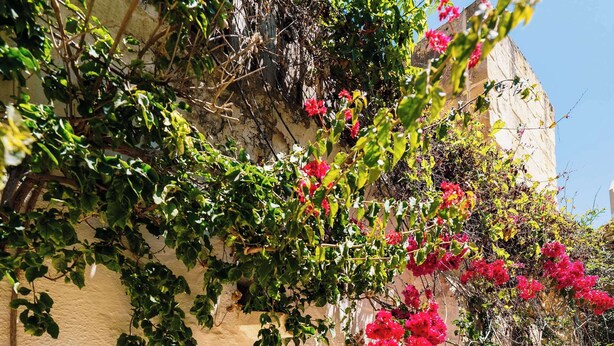 Un estrecho pasaje con una puerta, felpudo y una pared cubierta de plantas trepadoras y flores.