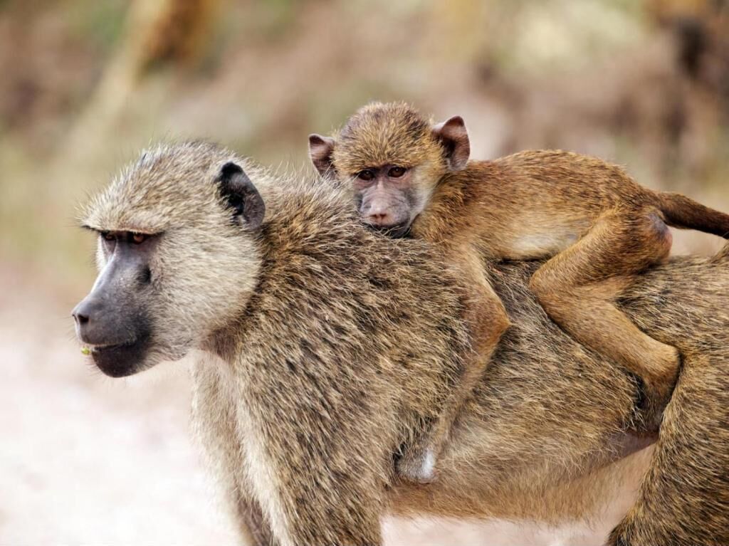 A baboon with a baby on its back.