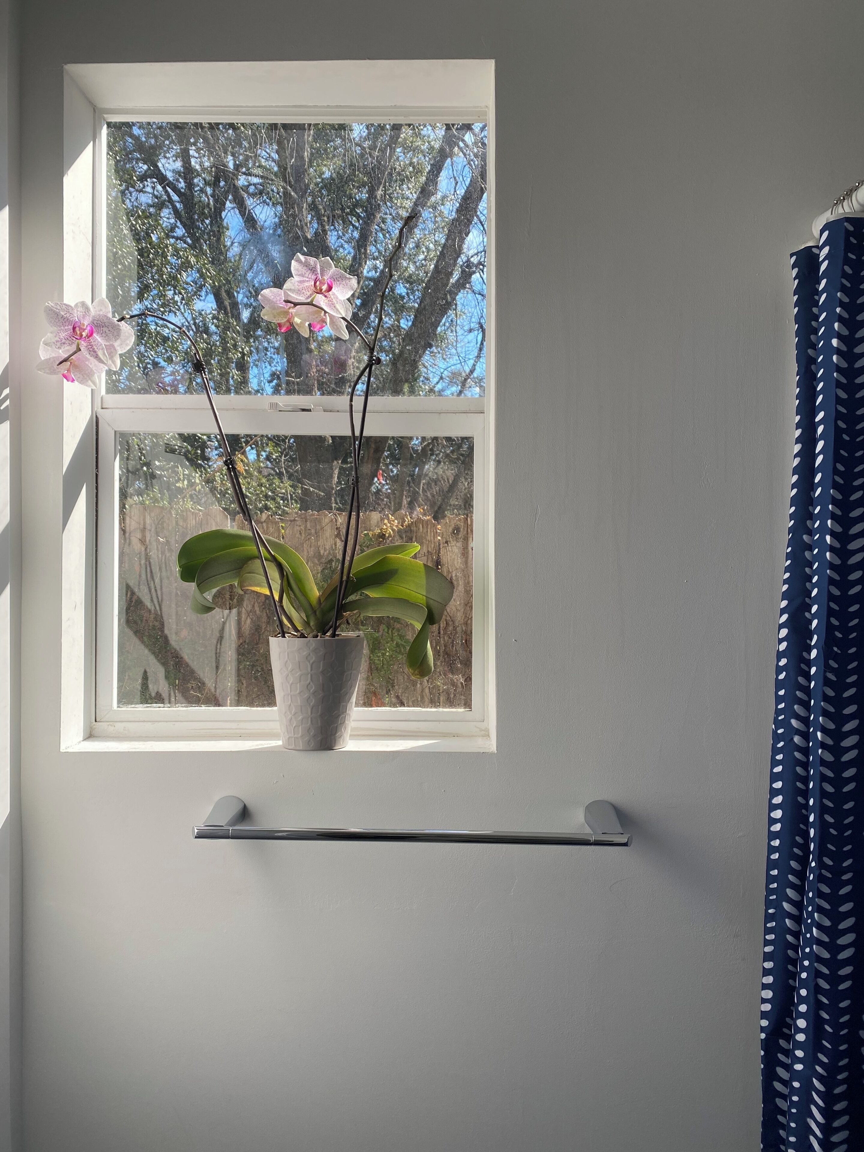 Une fenêtre avec un pot de fleurs et des orchidées.