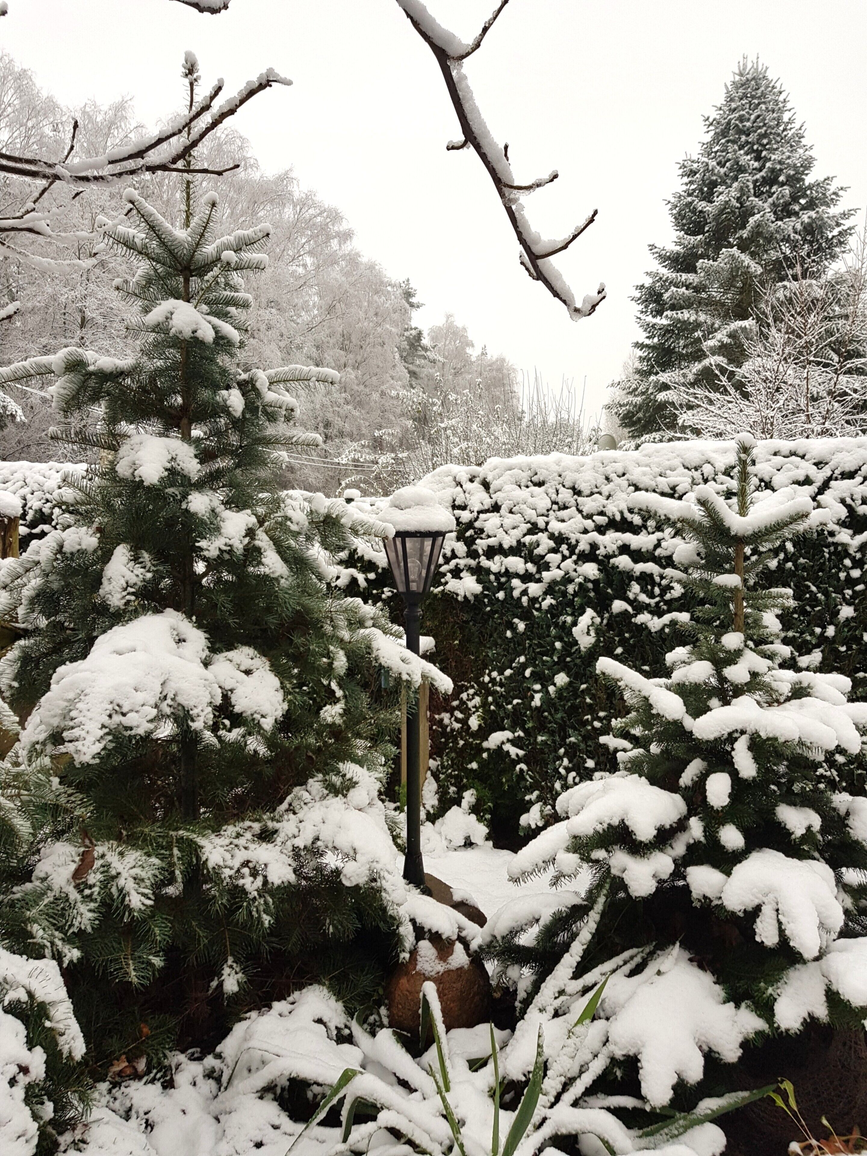 A snow-covered garden with a lamppost and evergreen trees.