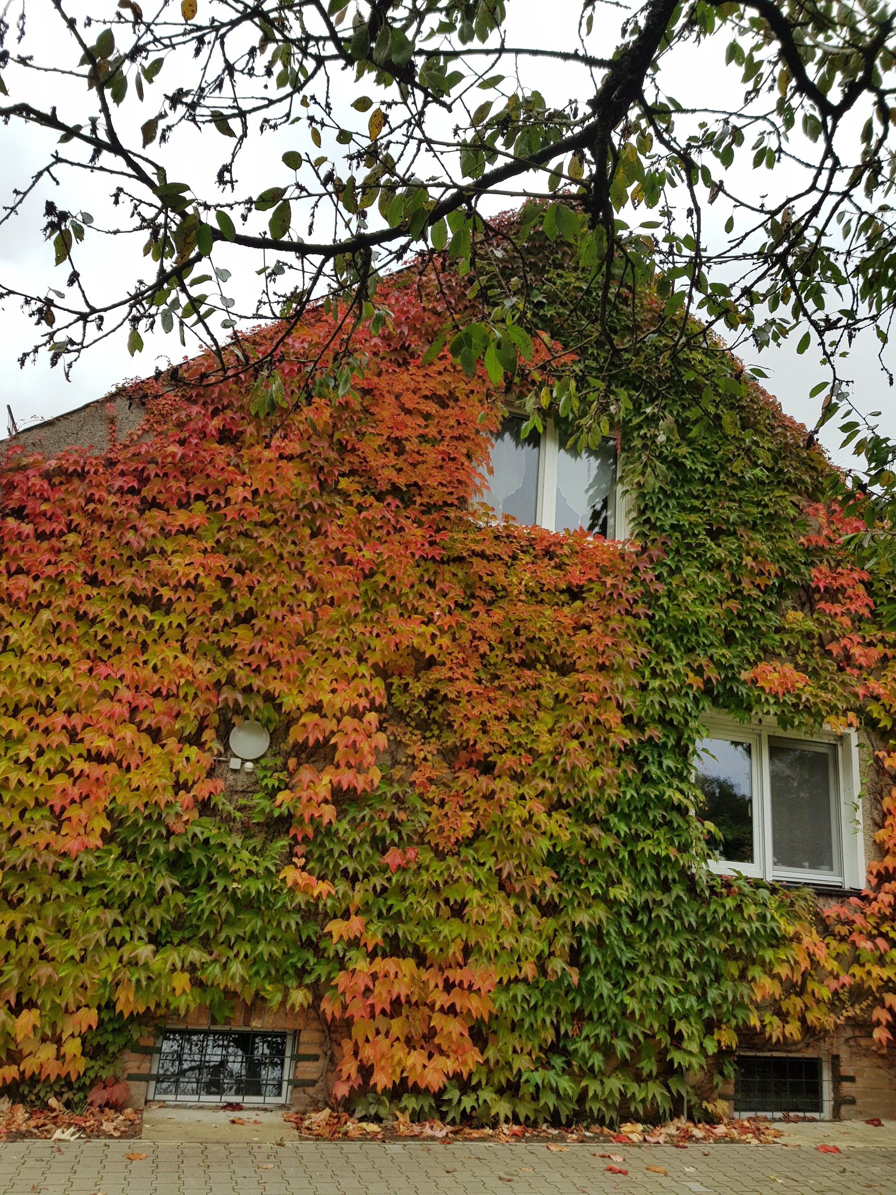 A building partially covered with ivy, featuring a window and a small signboard.