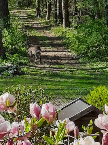 Ferienwohnung 'Wolf' mit privater Terrasse, Gemeinschaftsgarten und WLAN