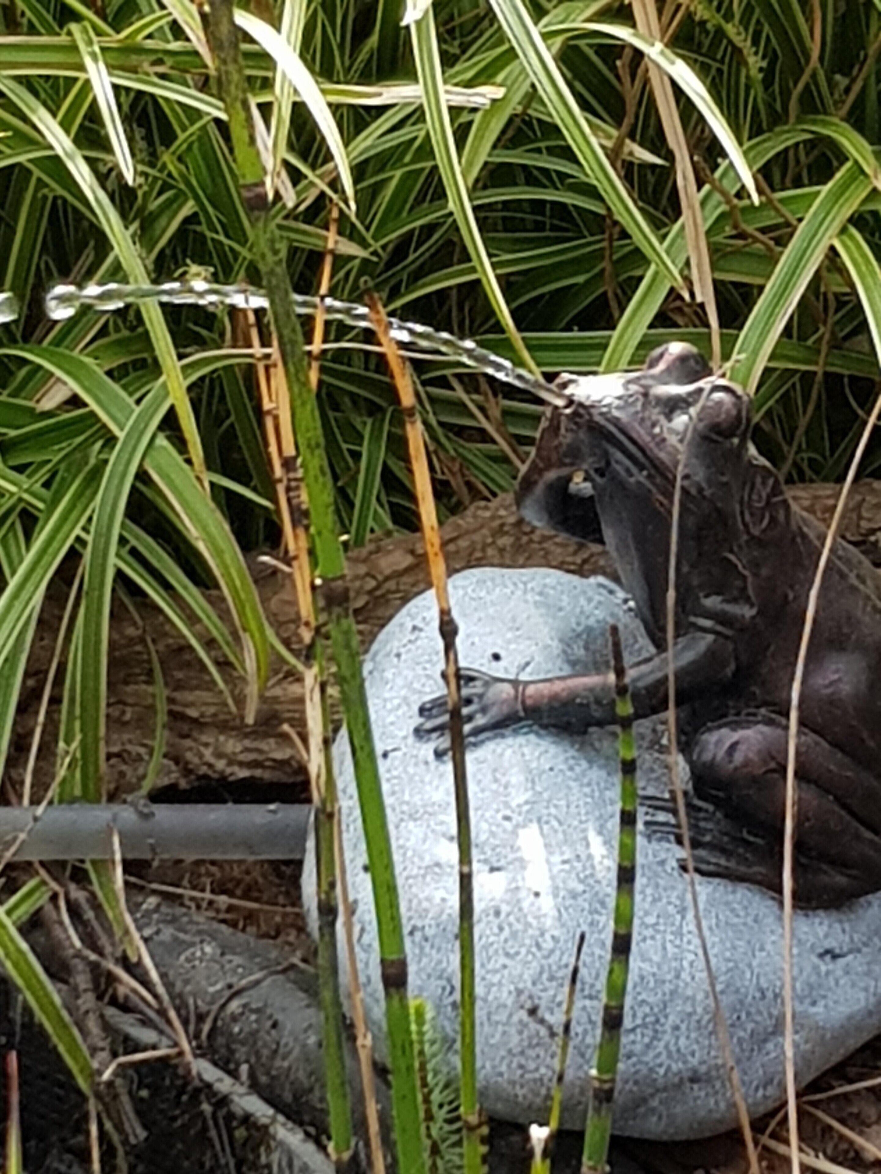 Eine Froschstatue auf einem Stein, umgeben von Grünpflanzen.