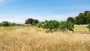 Ein Feld mit trockenem Gras, Bäumen und blauem Himmel.