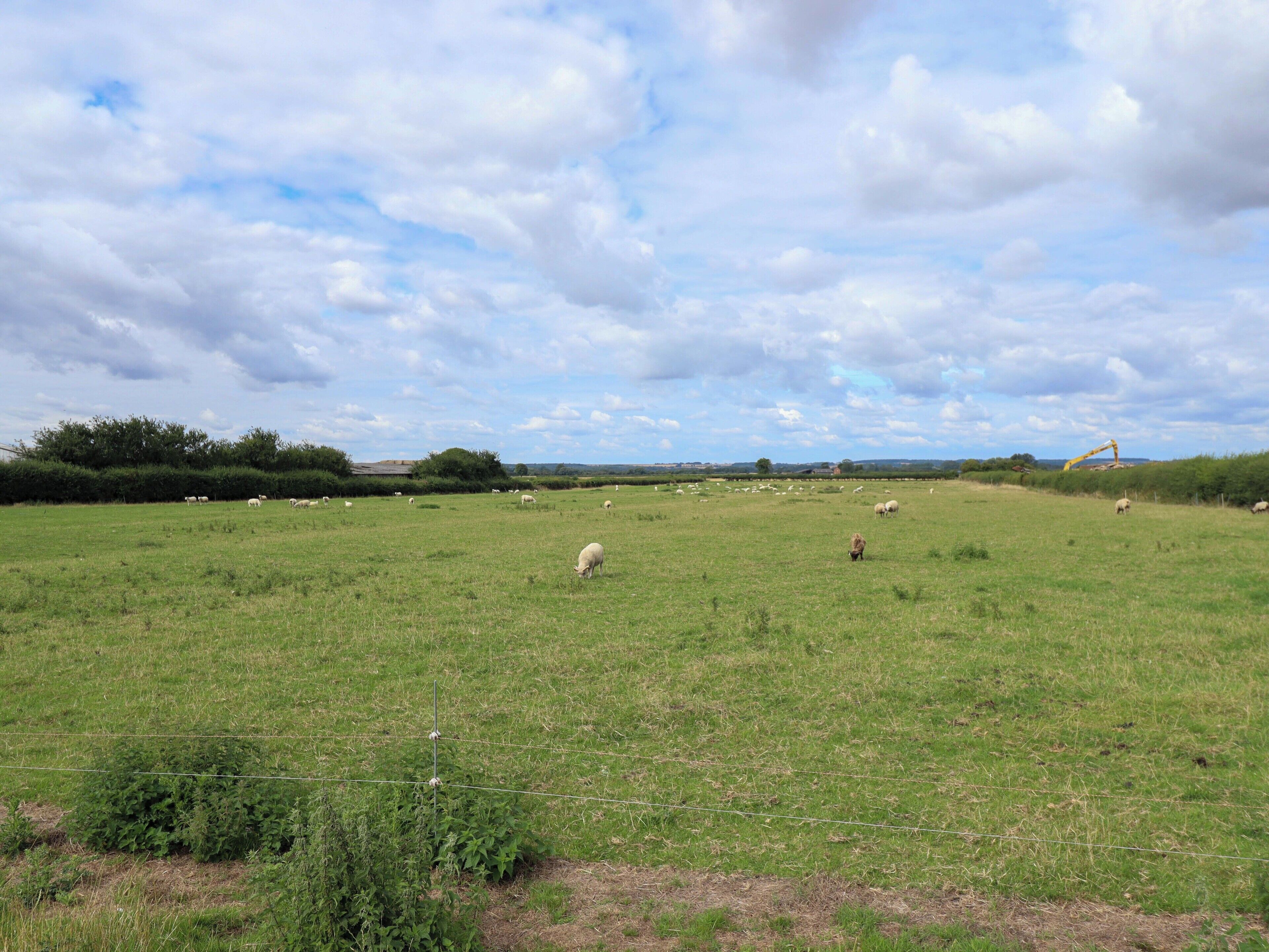 A rural landscape with a field of sheep and a distant yellow excavator.
