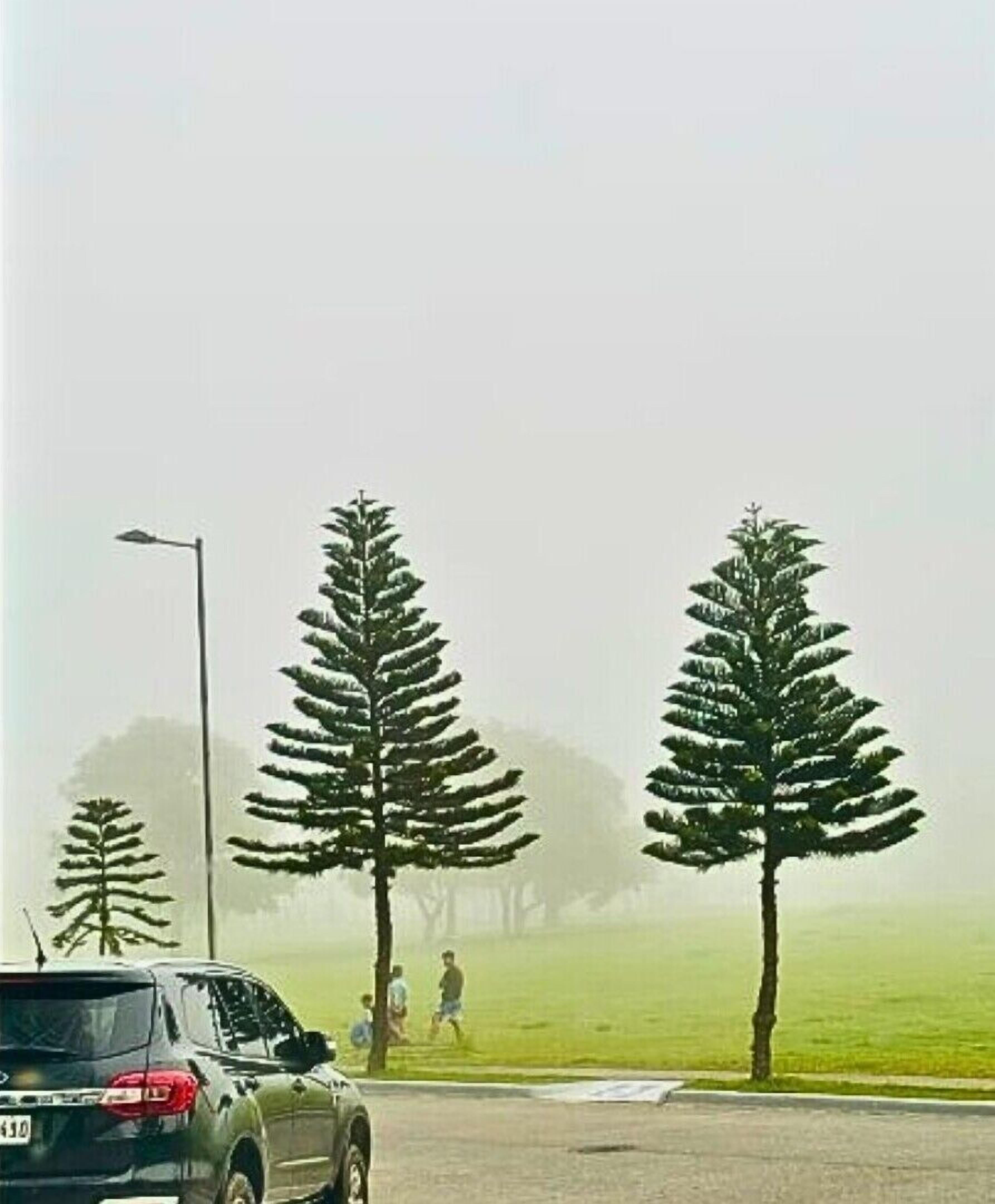 A foggy park scene with two large trees, a street lamp, and a parked car.