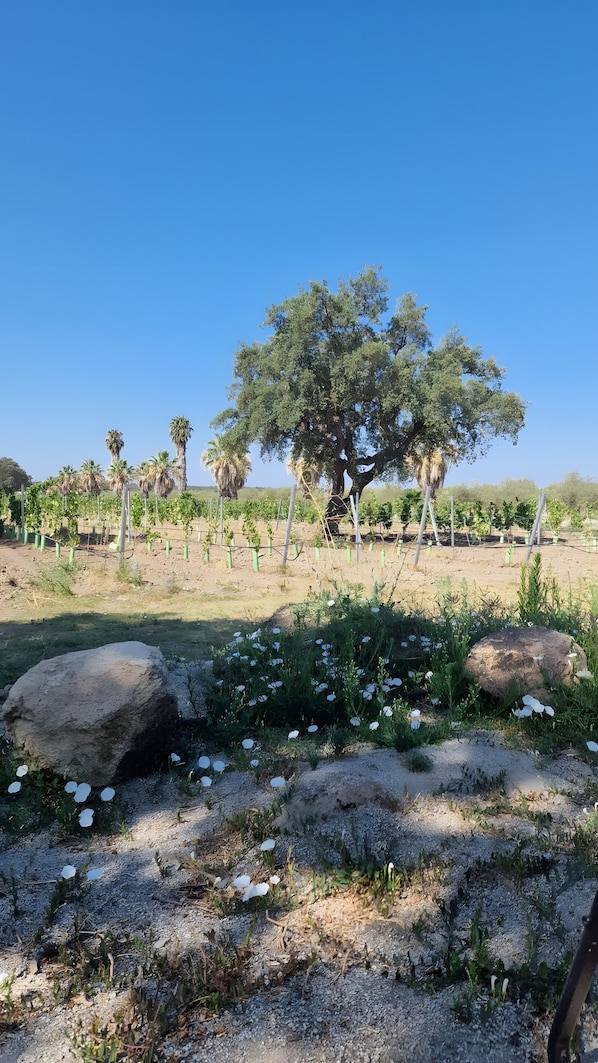 A vineyard with rows of grapevines, large rocks, and white flowers in the foreground.