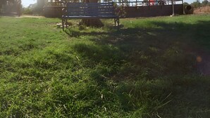 Un parque con un árbol grande, una banca y una cerca.