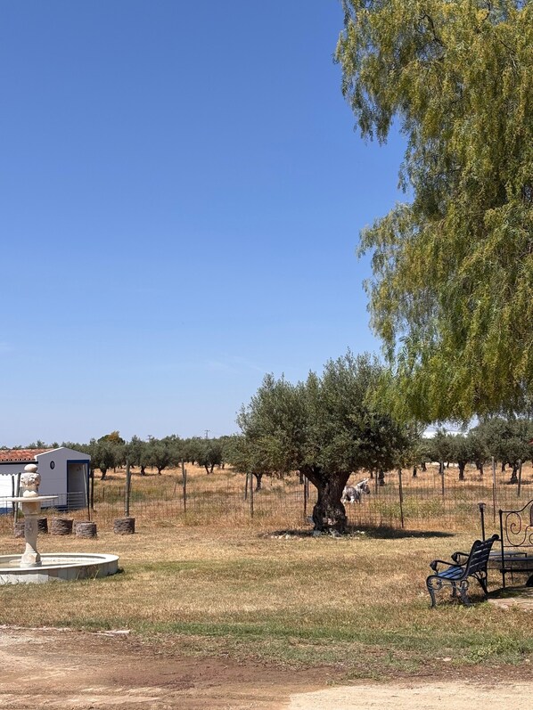 A rural landscape with a large tree, a fenced area, a bench, and a small building.