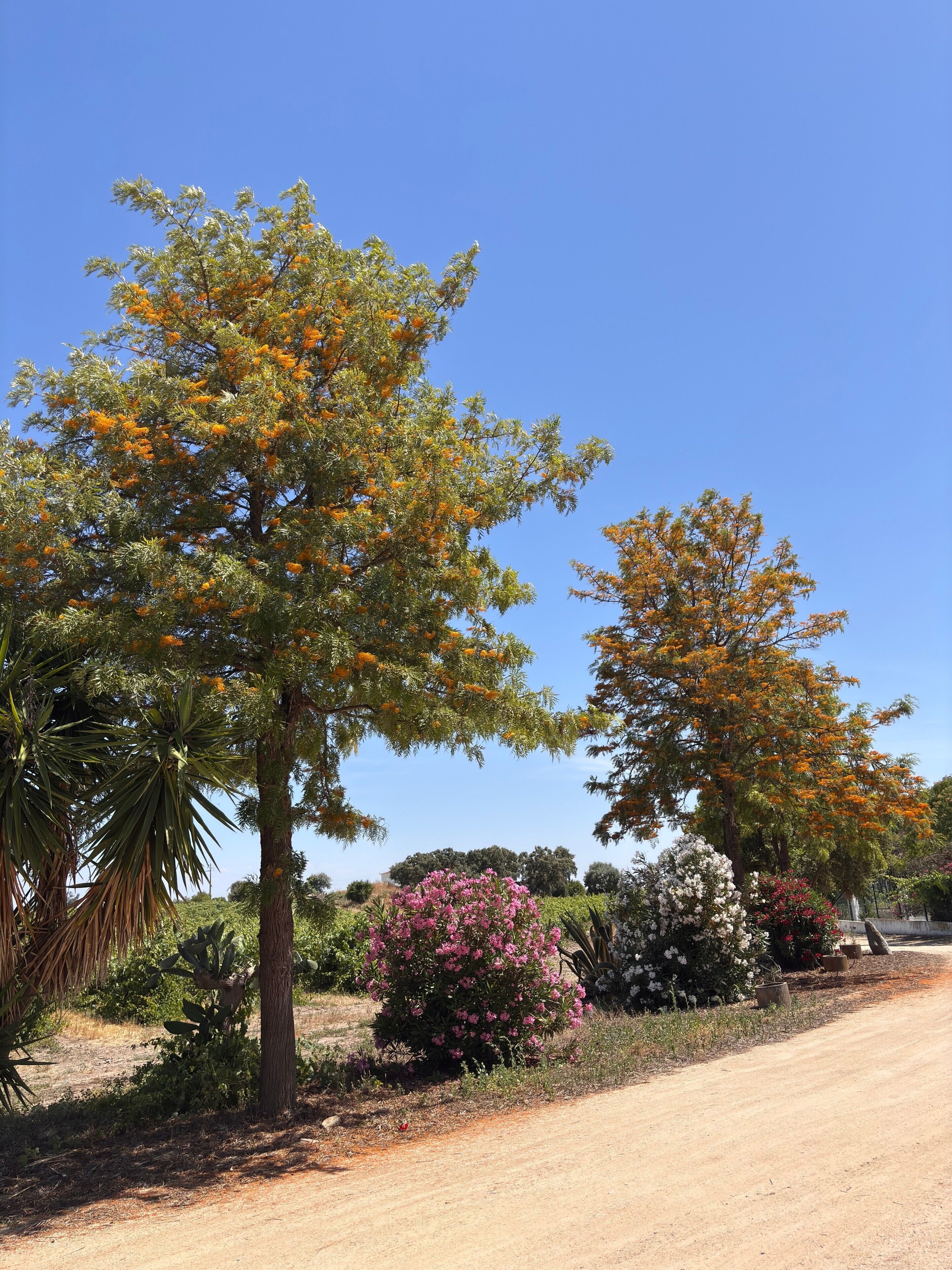 Un camino de tierra flanqueado por árboles con flores anaranjadas y un arbusto con flores rosadas.